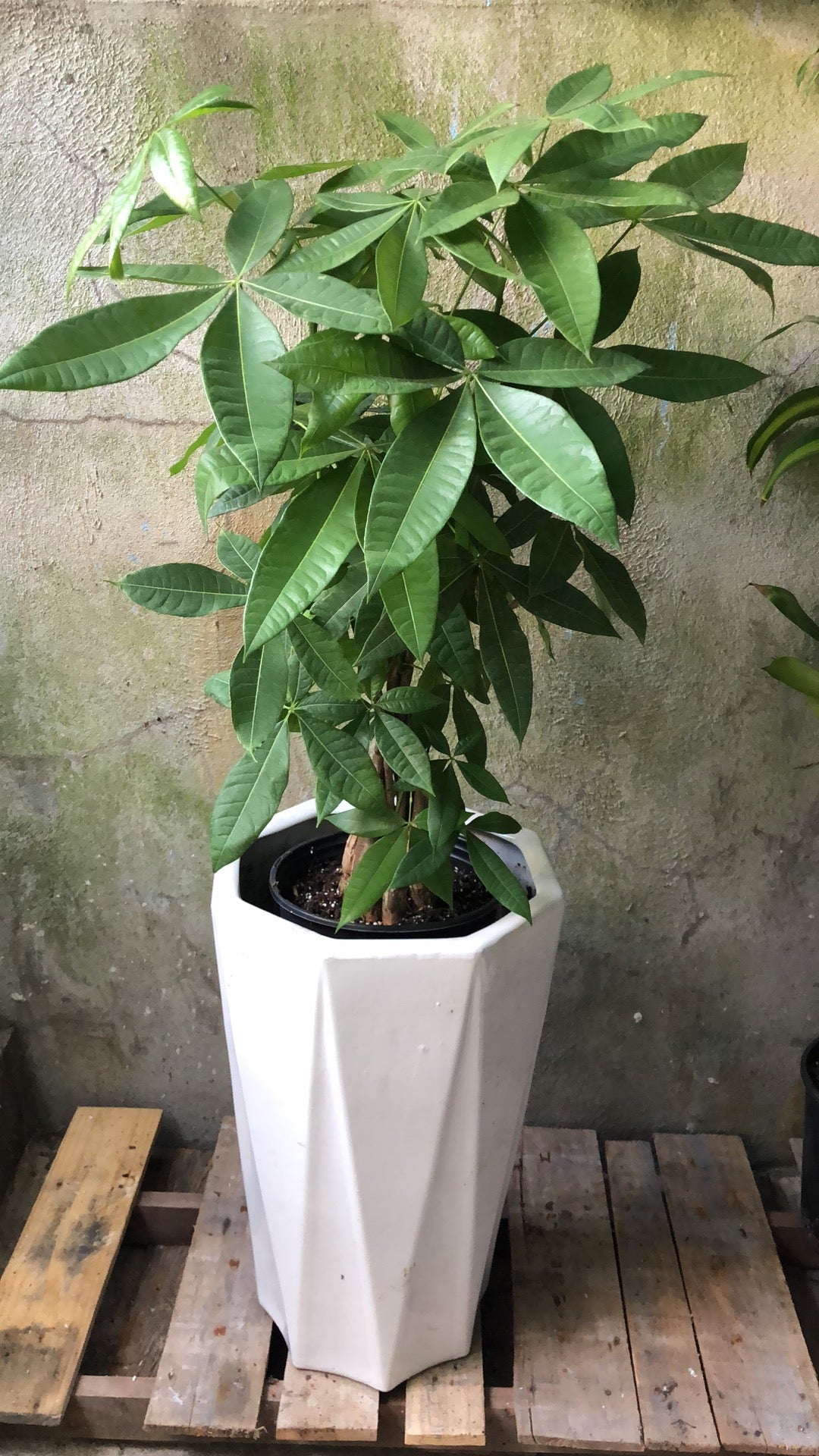 摇钱树 14” 花盆