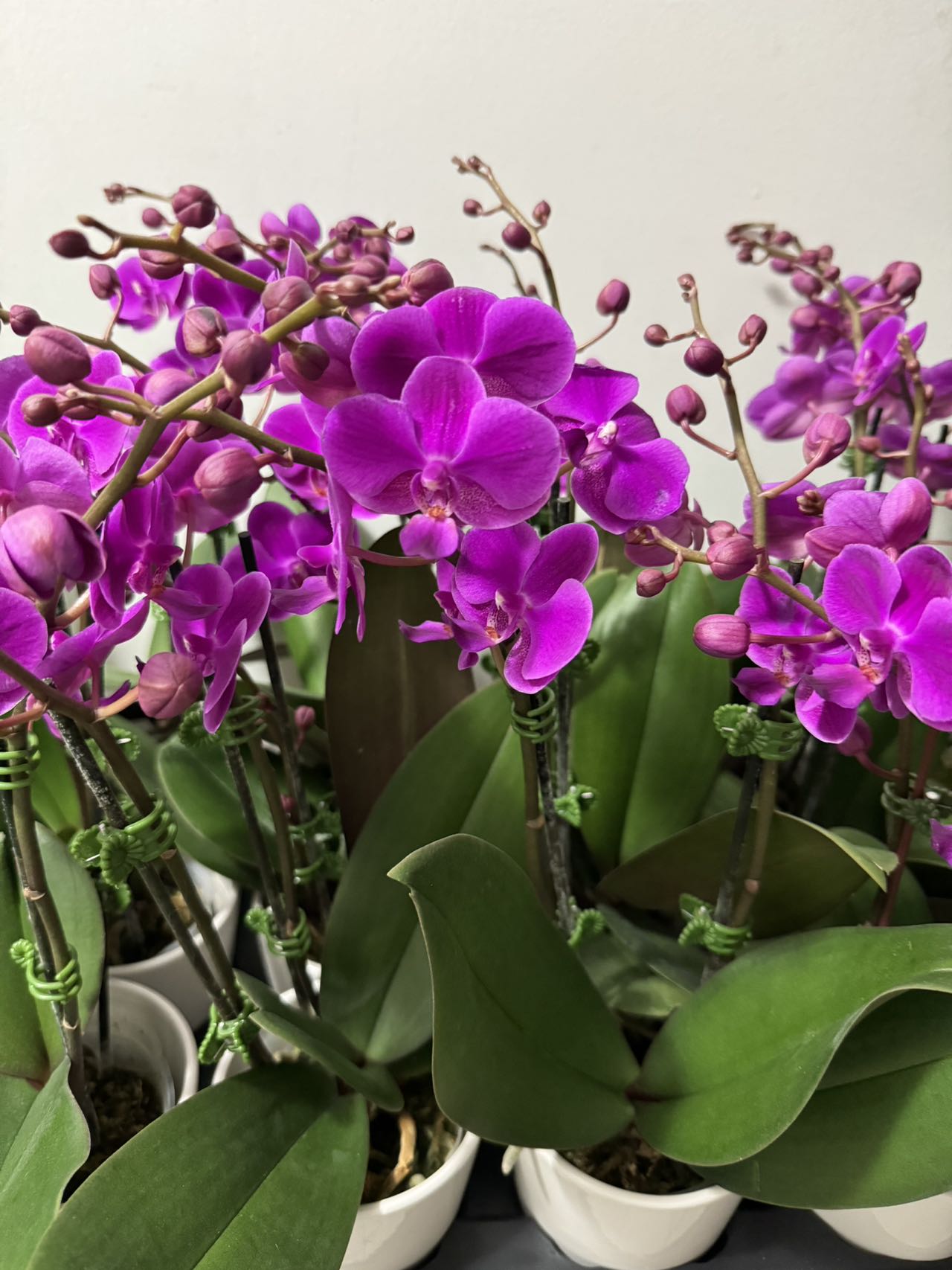 Orchid Red 4"