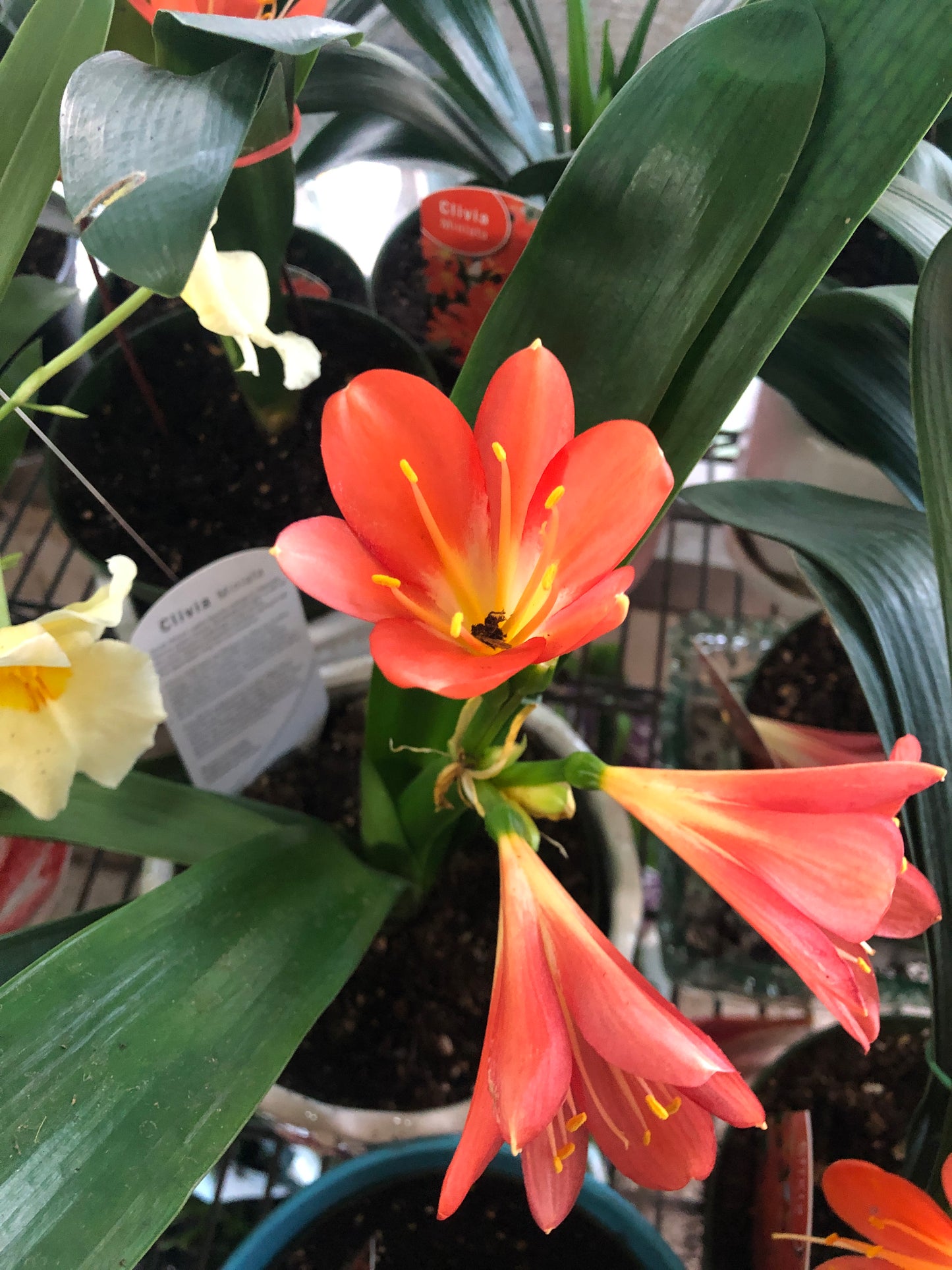 CLIVIA