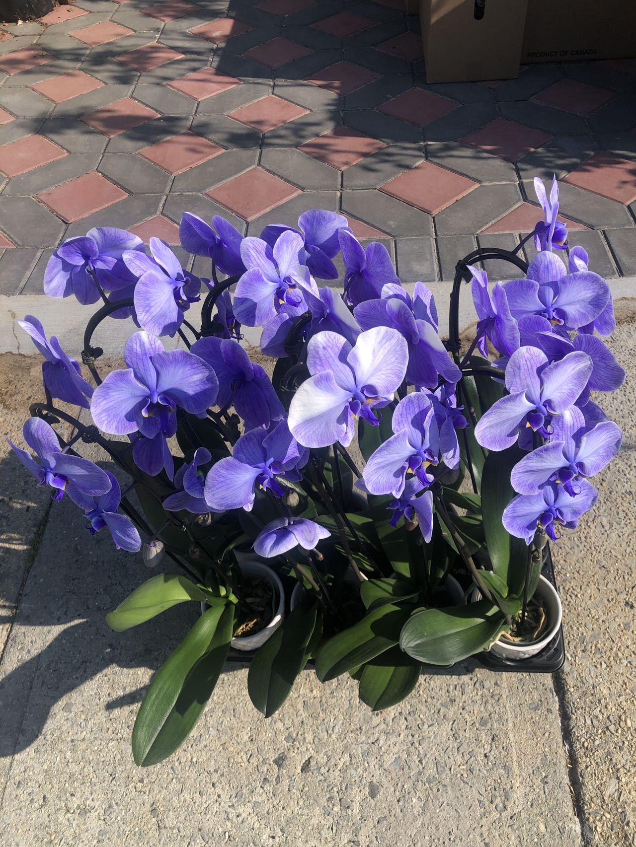 PURPLE DYED ORCHID