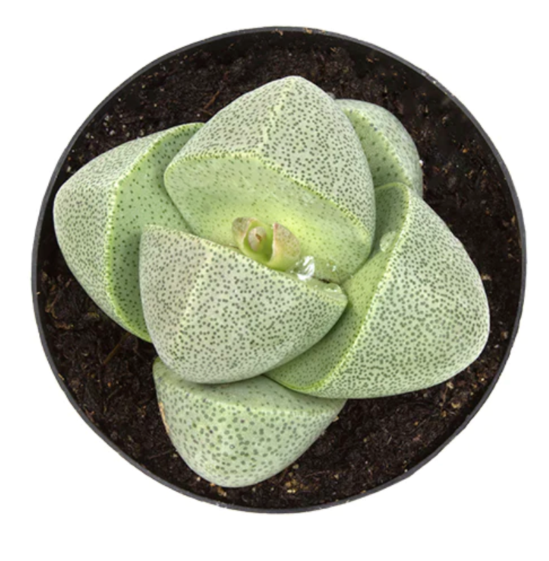 split rock succulent flower Split Rock – Lixin Florist 丽馨花店