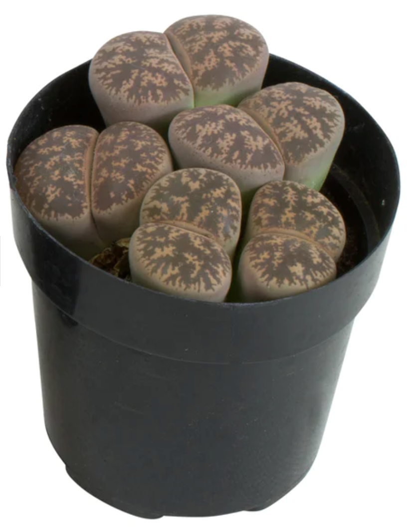 LITHOPS