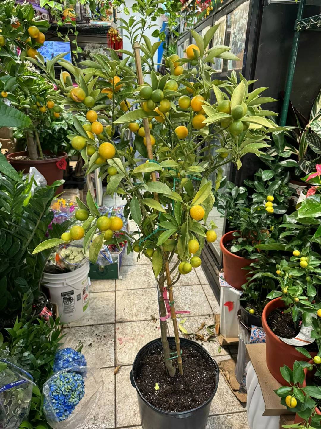 KUMQUAT 14"