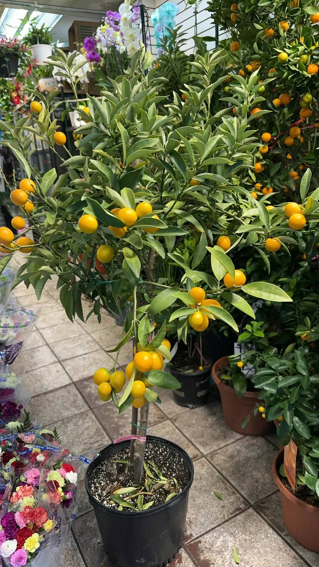 KUMQUAT 14"