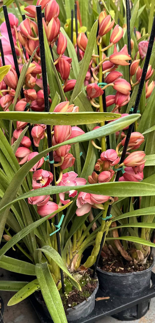 大花蕙兰-Cymbidium