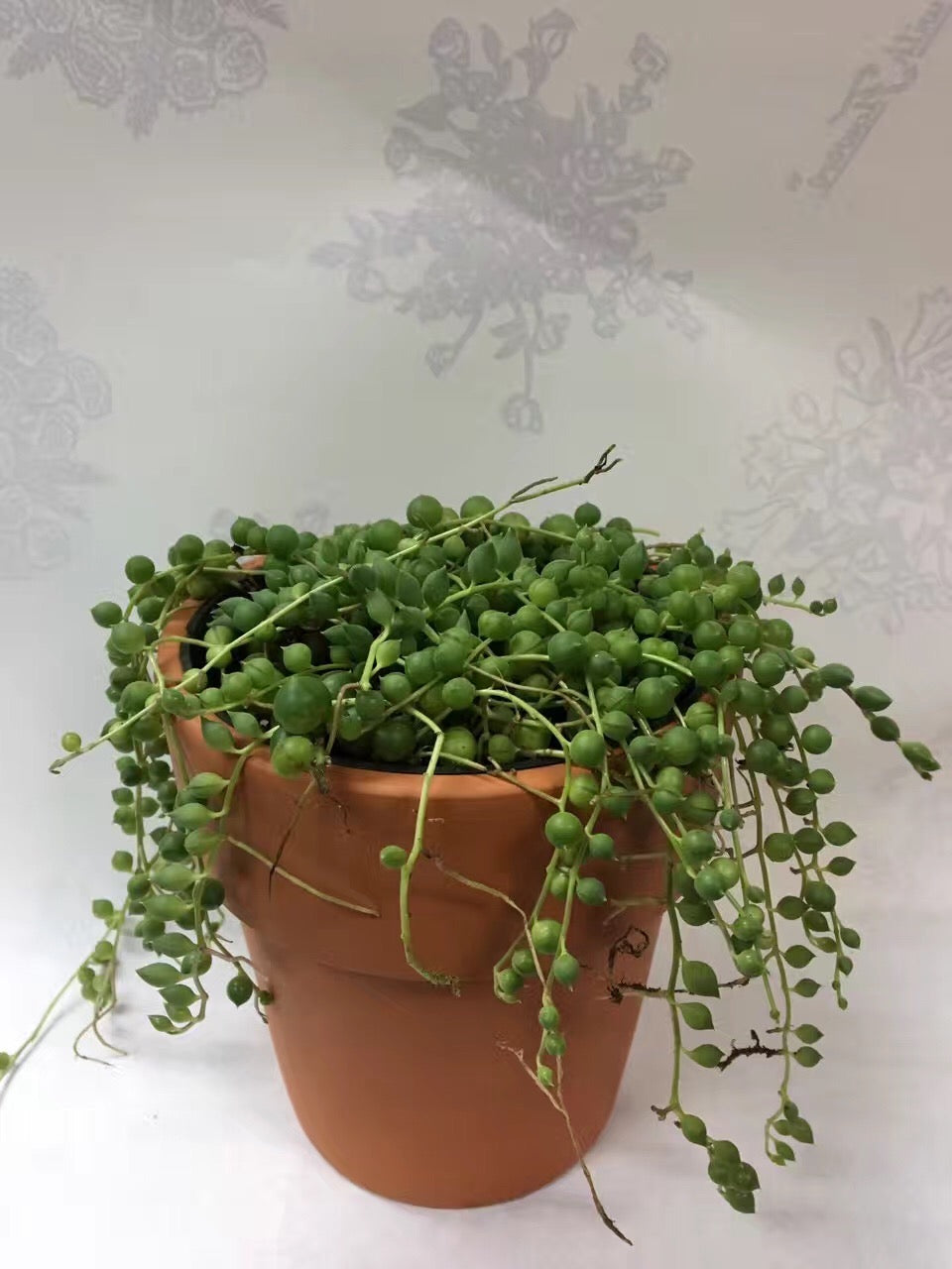 pearl plant pot STRING OF PEARL – Lixin Florist 丽馨花店