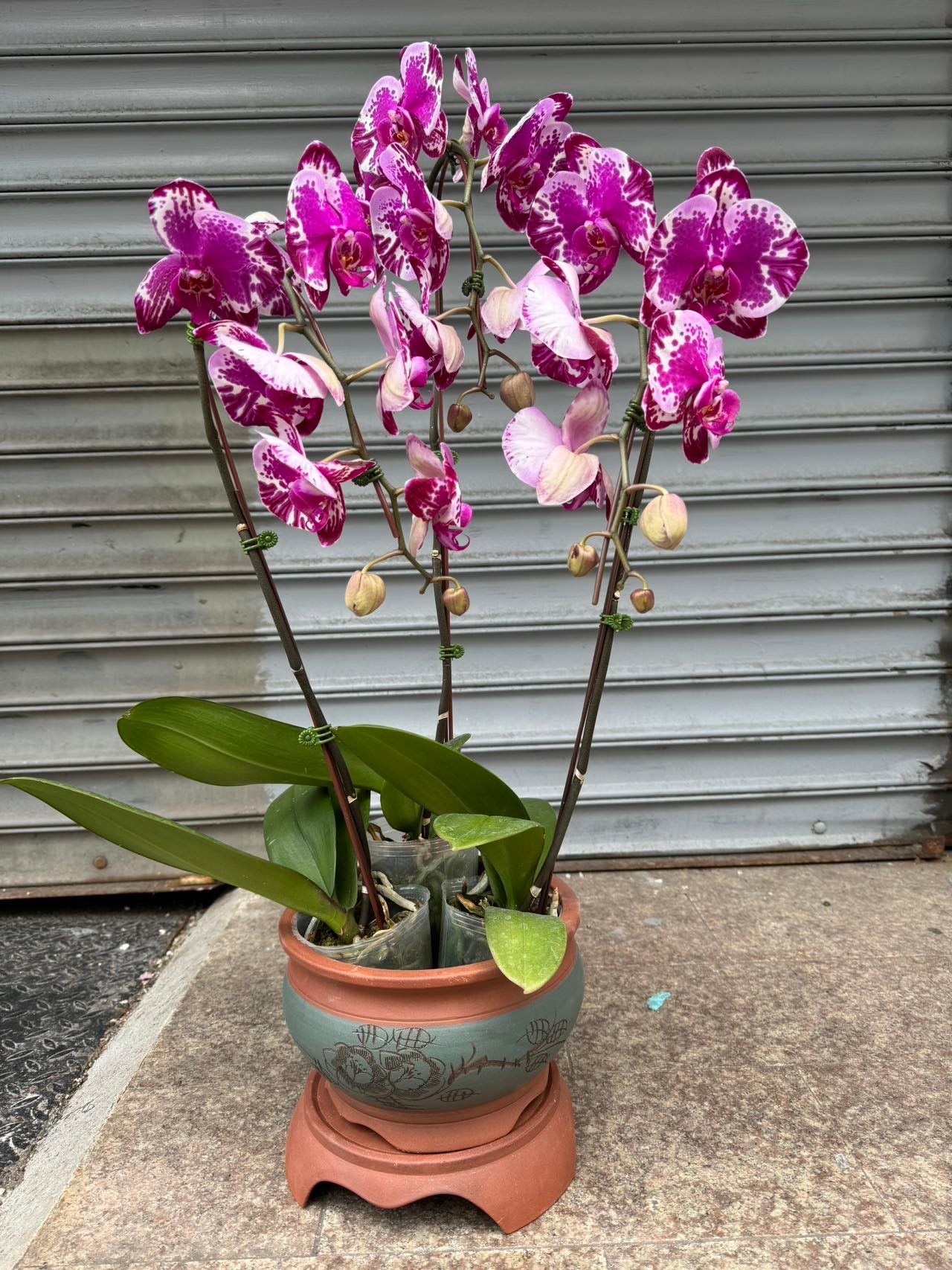 Orchid combo