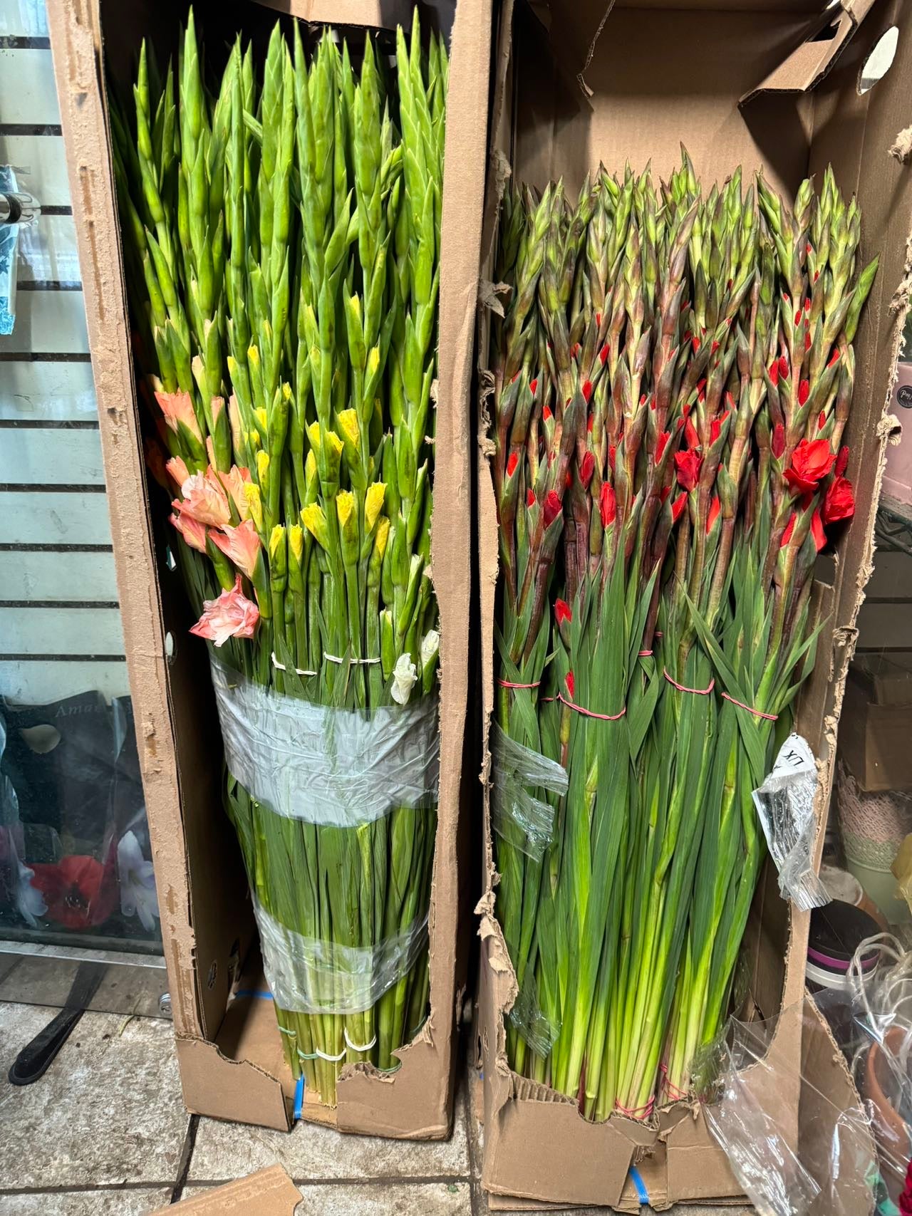 plant gladiolus in pots Gladiolus – Lixin Florist 丽馨花店