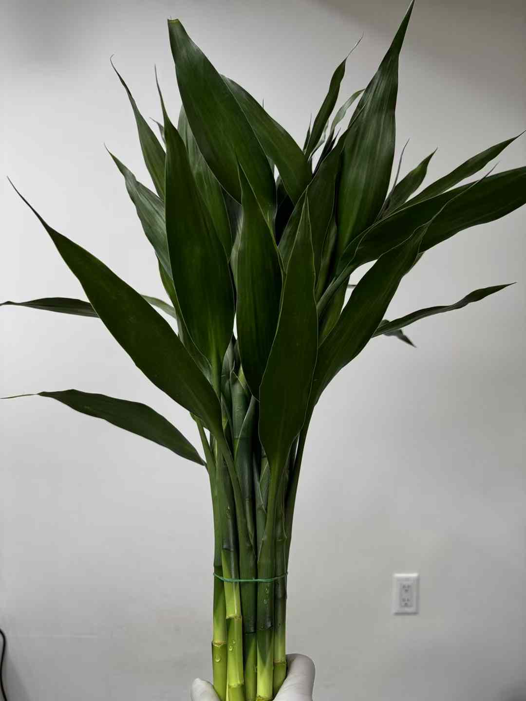 lucky bamboo big plant Lucky bamboo 富贵竹