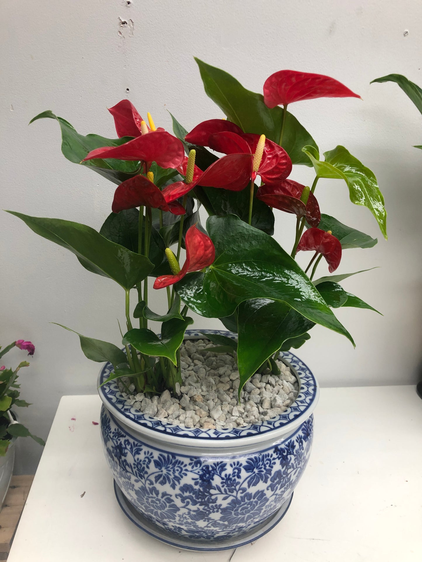 ANTHURIUM 6"