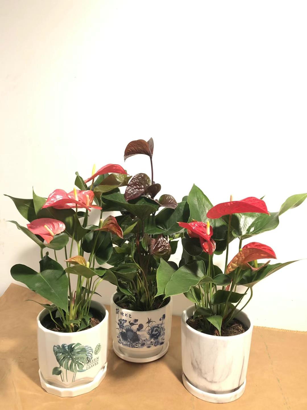 6 anthurium ANTHURIUM 6" – Lixin Florist 丽馨花店