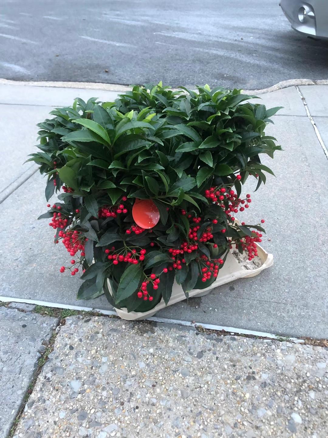 ardisia indoor plant ARDISIA – Lixin Florist 丽馨花店