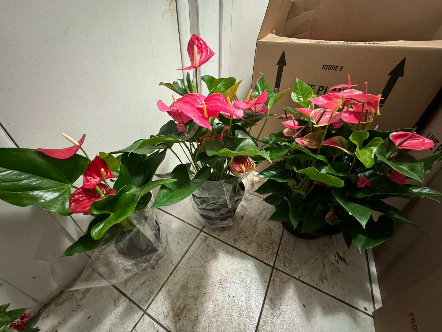 Anthurium 12"