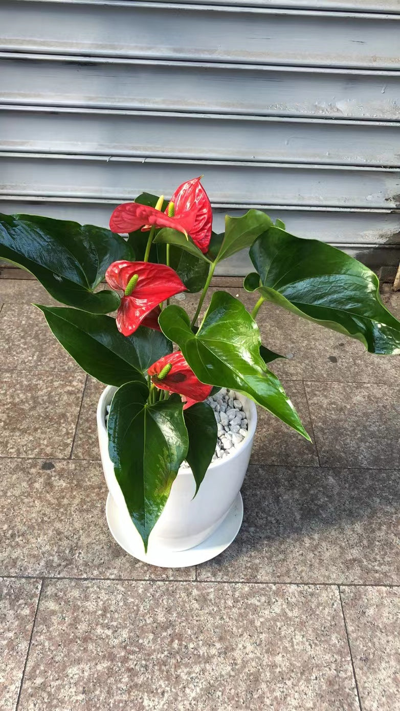 ANTHURIUM 6"