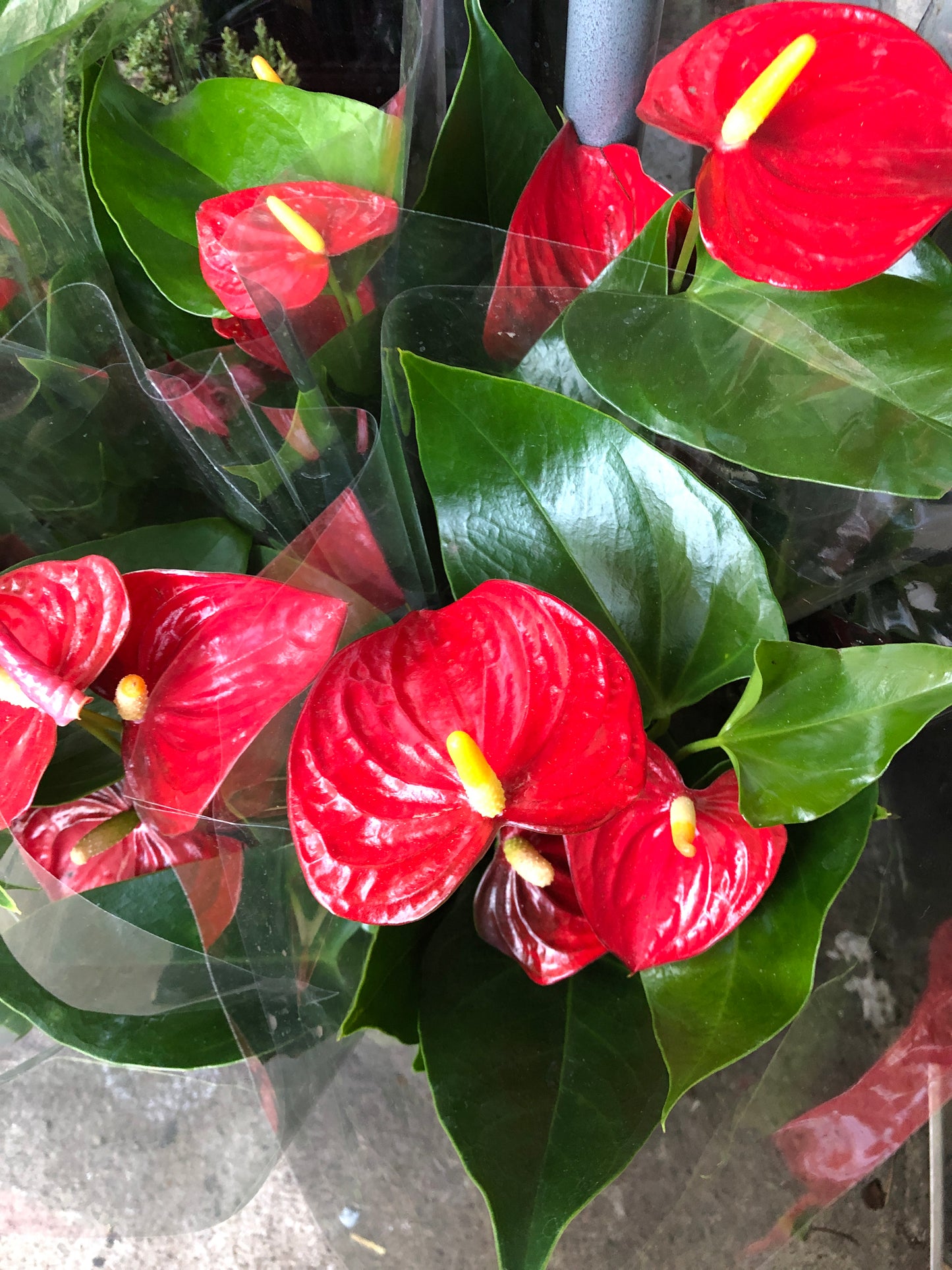 ANTHURIUM 6"