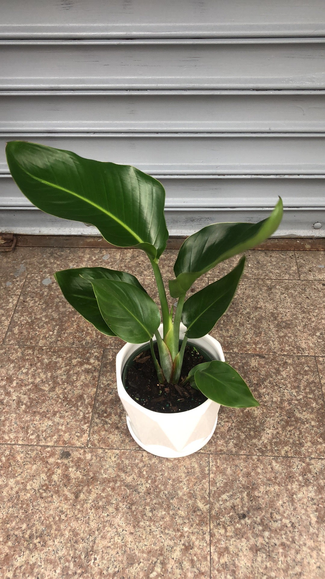philodendron bird of paradise BIRD PARADISE 6" – Lixin Florist 丽馨花店