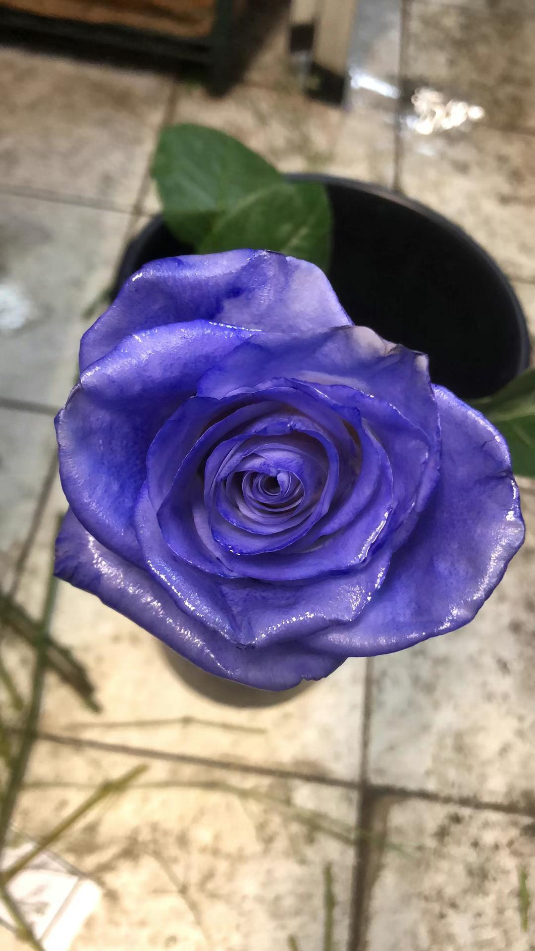 BLUE ROSE
