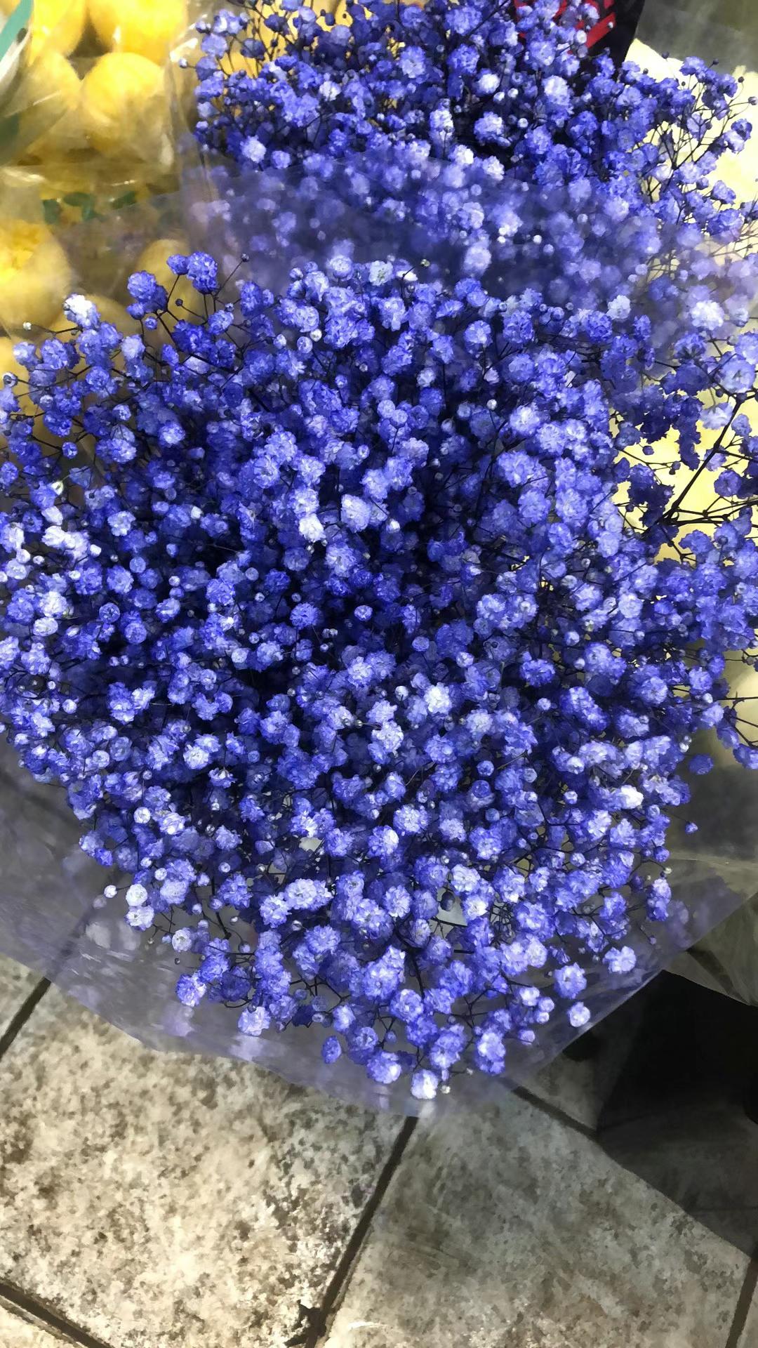 BLUE ROSE