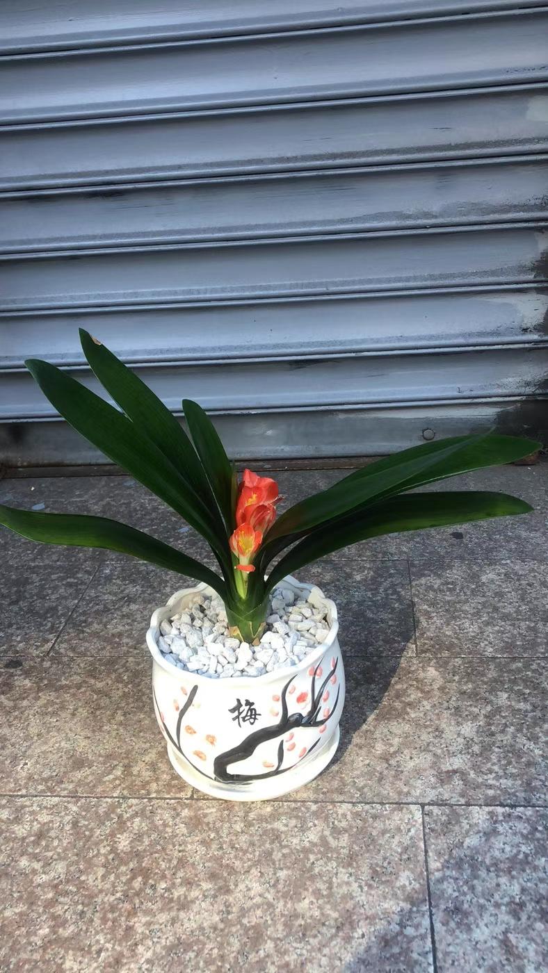 CLIVIA