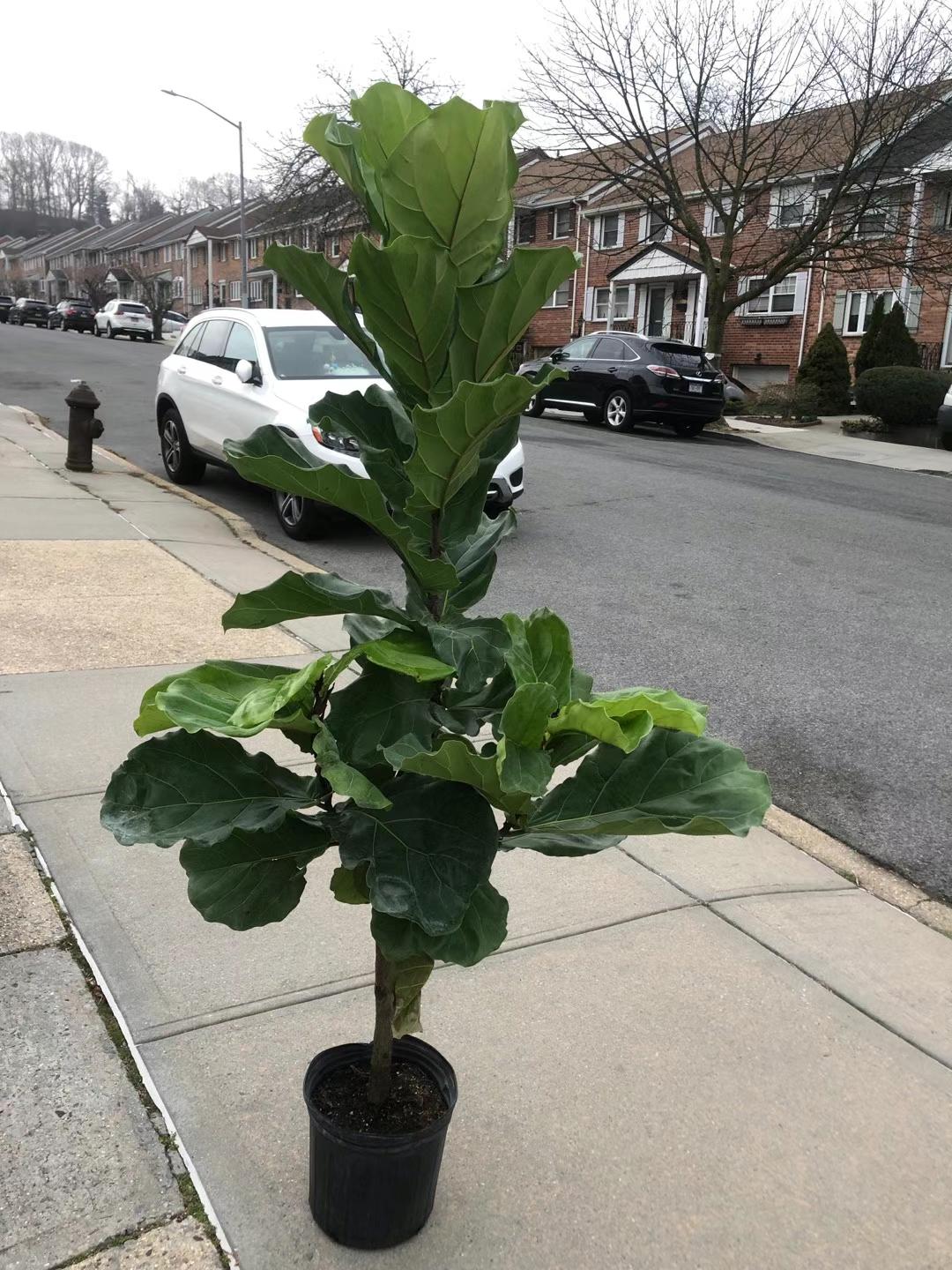 FIDDLE LEAF FIG 14"