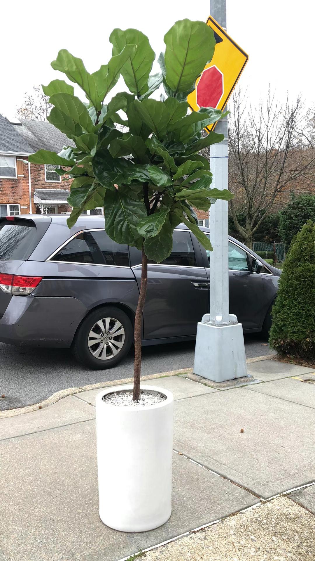 fiddle leaf fig 中文 大叶琴叶榕– Lixin Florist 丽馨花店