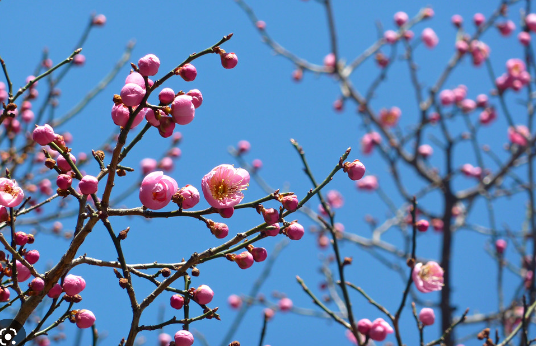 Flowering Apricot-Peggy Clarke