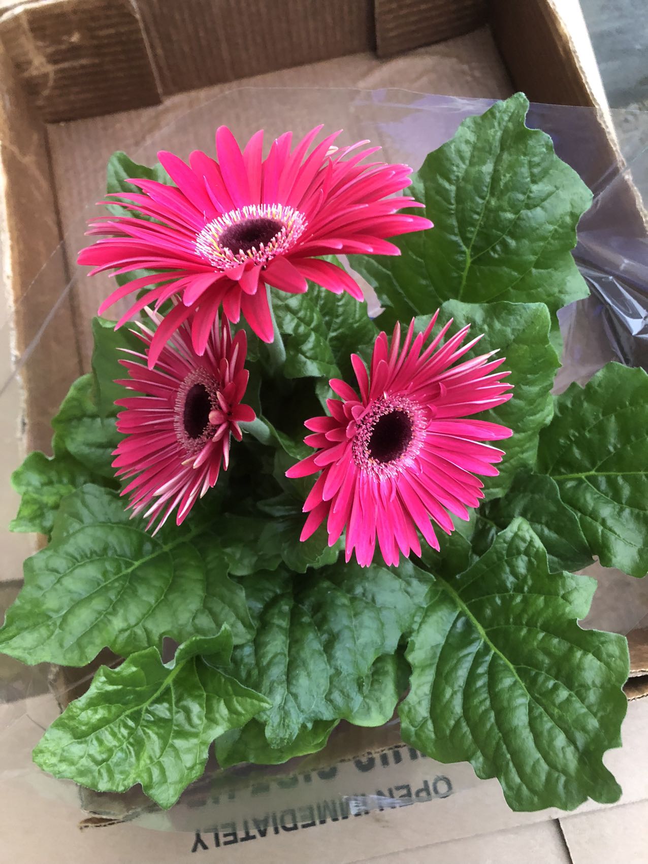 gerbera potted plant GERBERA DAISY – Lixin Florist 丽馨花店