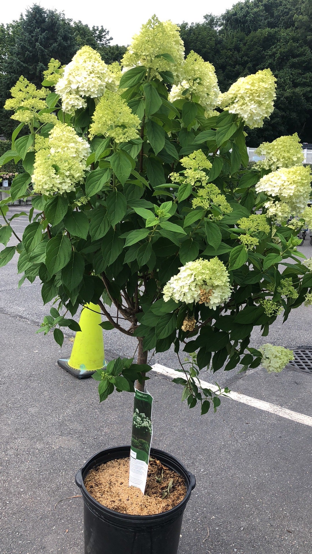 Huge HYDRANGEA TREE 17"