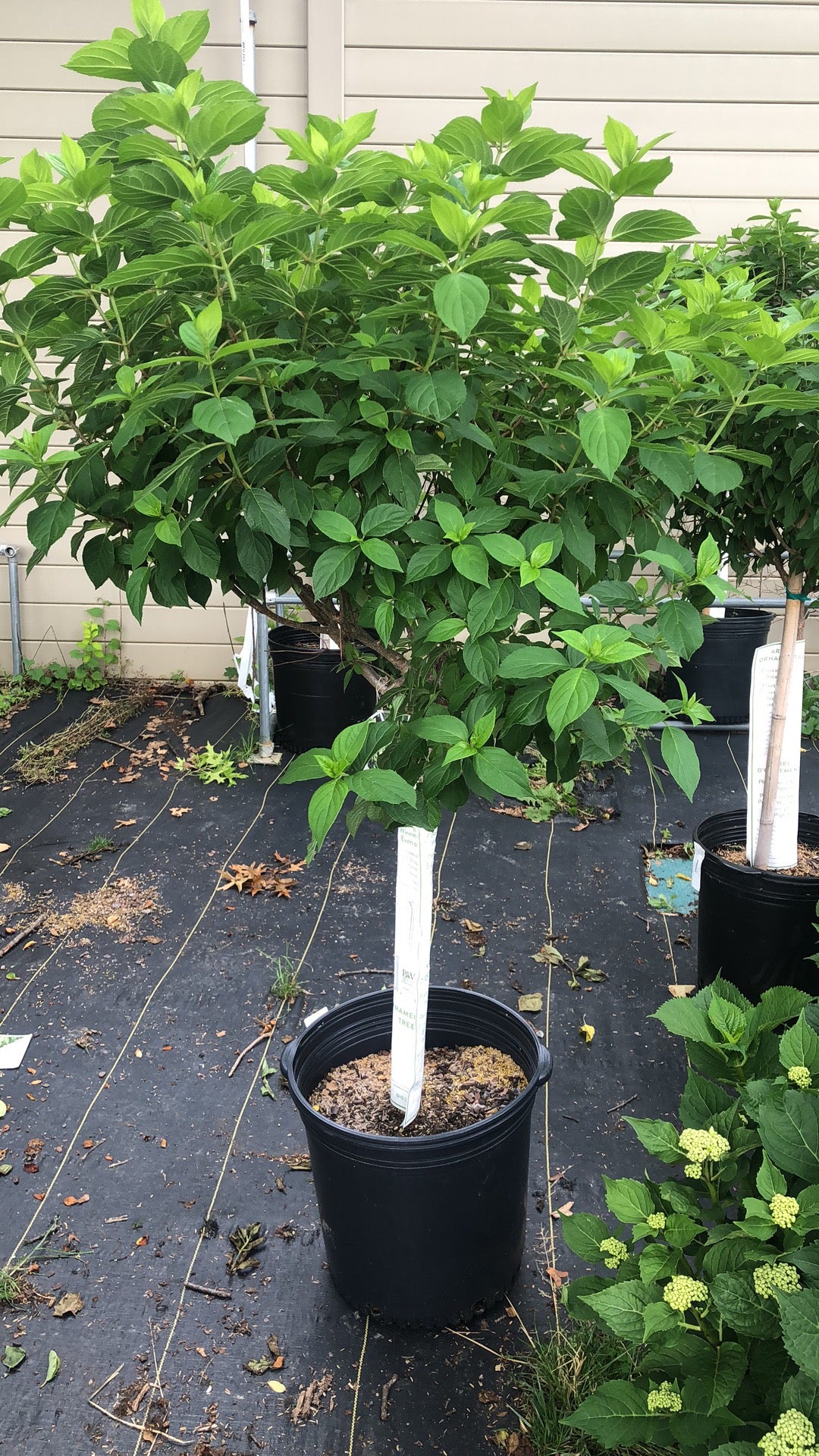 Huge HYDRANGEA TREE 17"