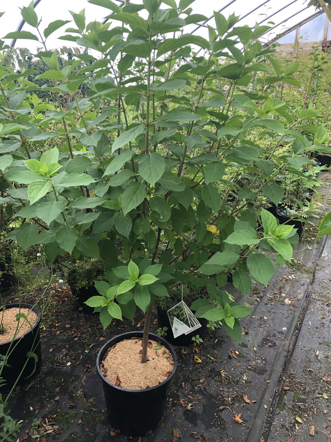 Huge HYDRANGEA TREE 17"