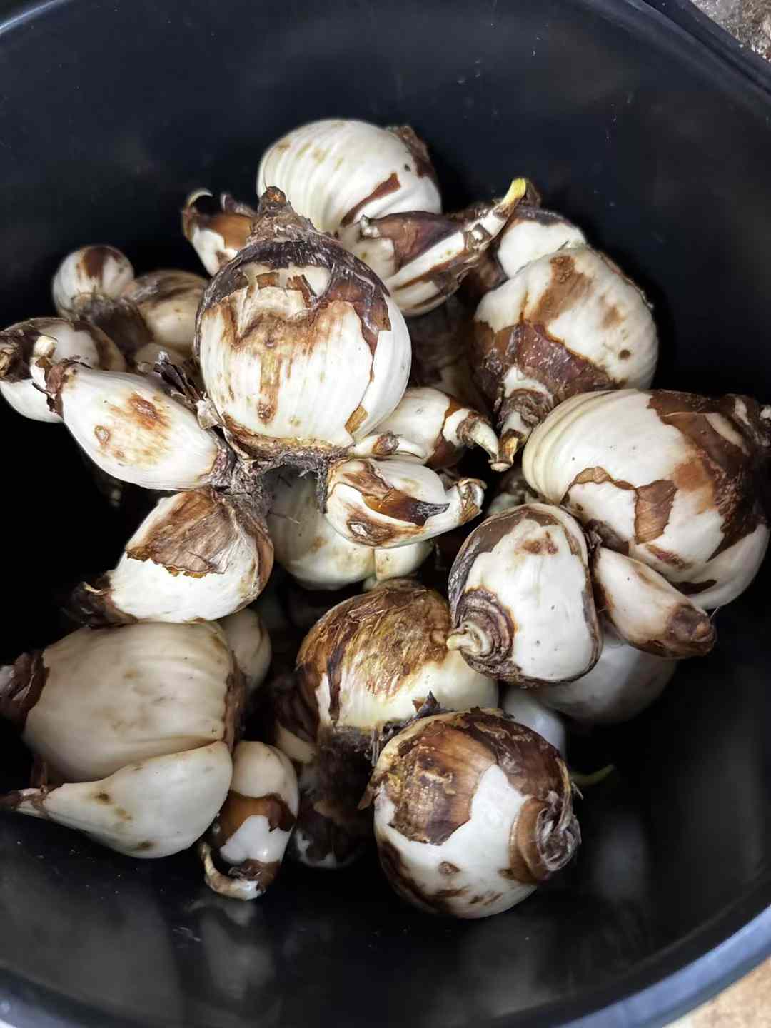 Daffodil 水仙 水仙头