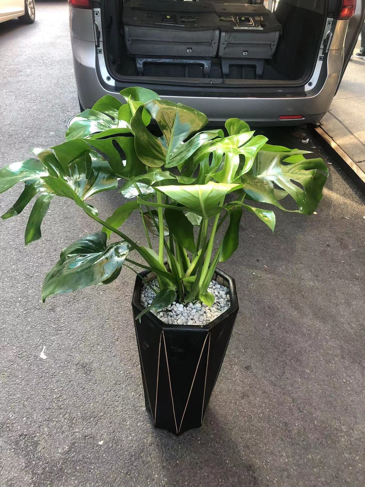 10 in monstera 120 Monstera 10" – Lixin Florist 丽馨花店