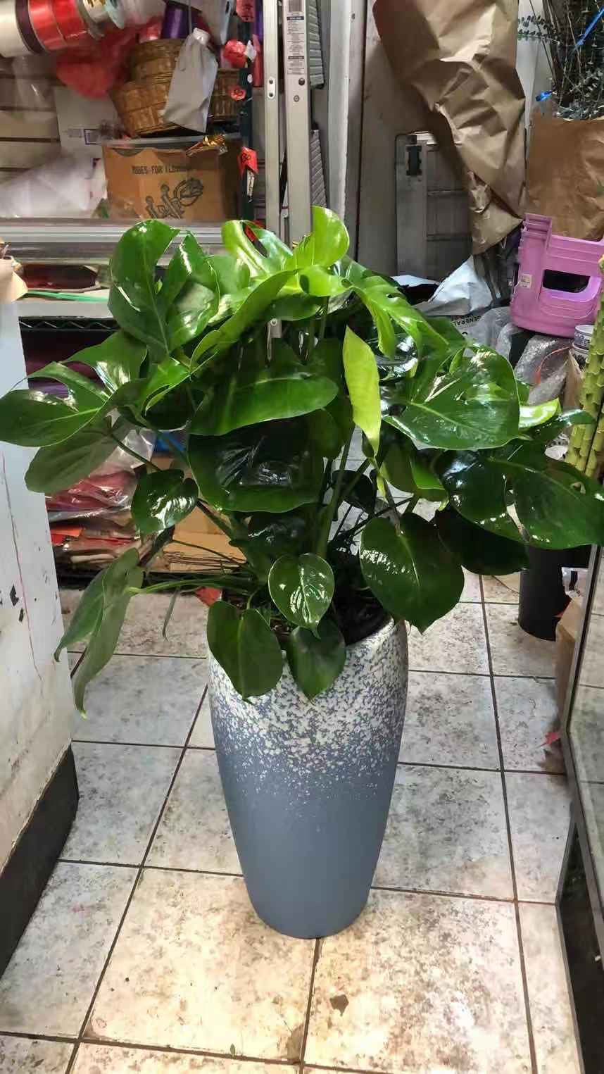 120 龟背竹 10 英寸
