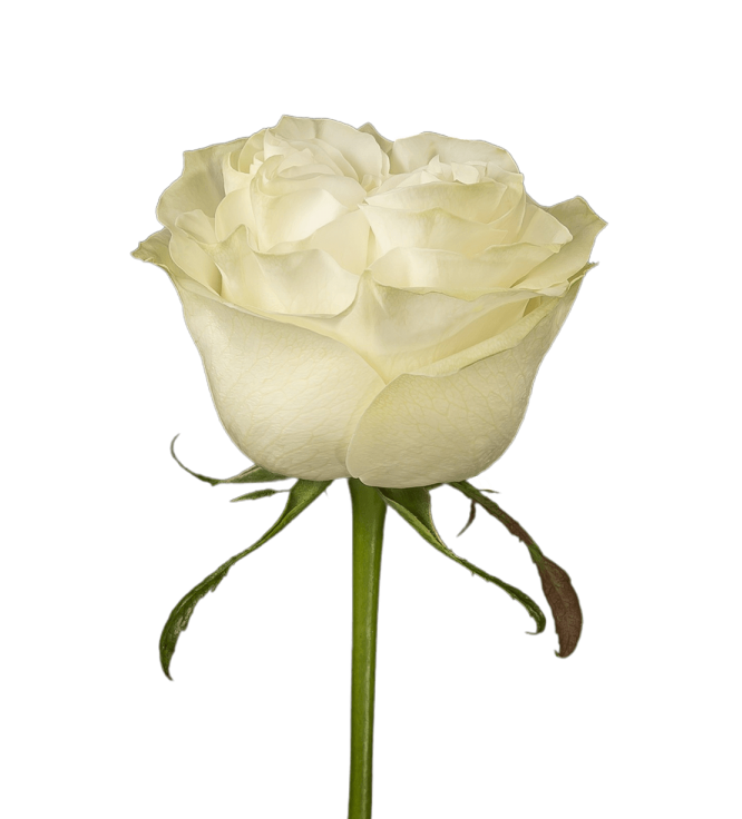 Moonstone - 月光石