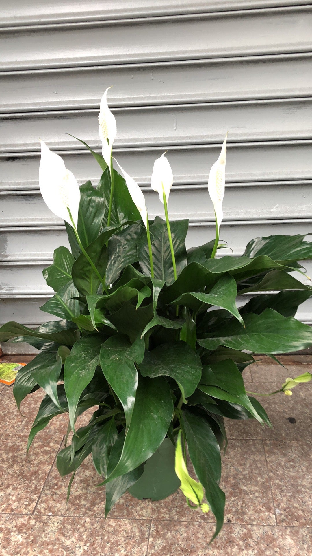 PEACE LILY/SPATHIPHYLLUM