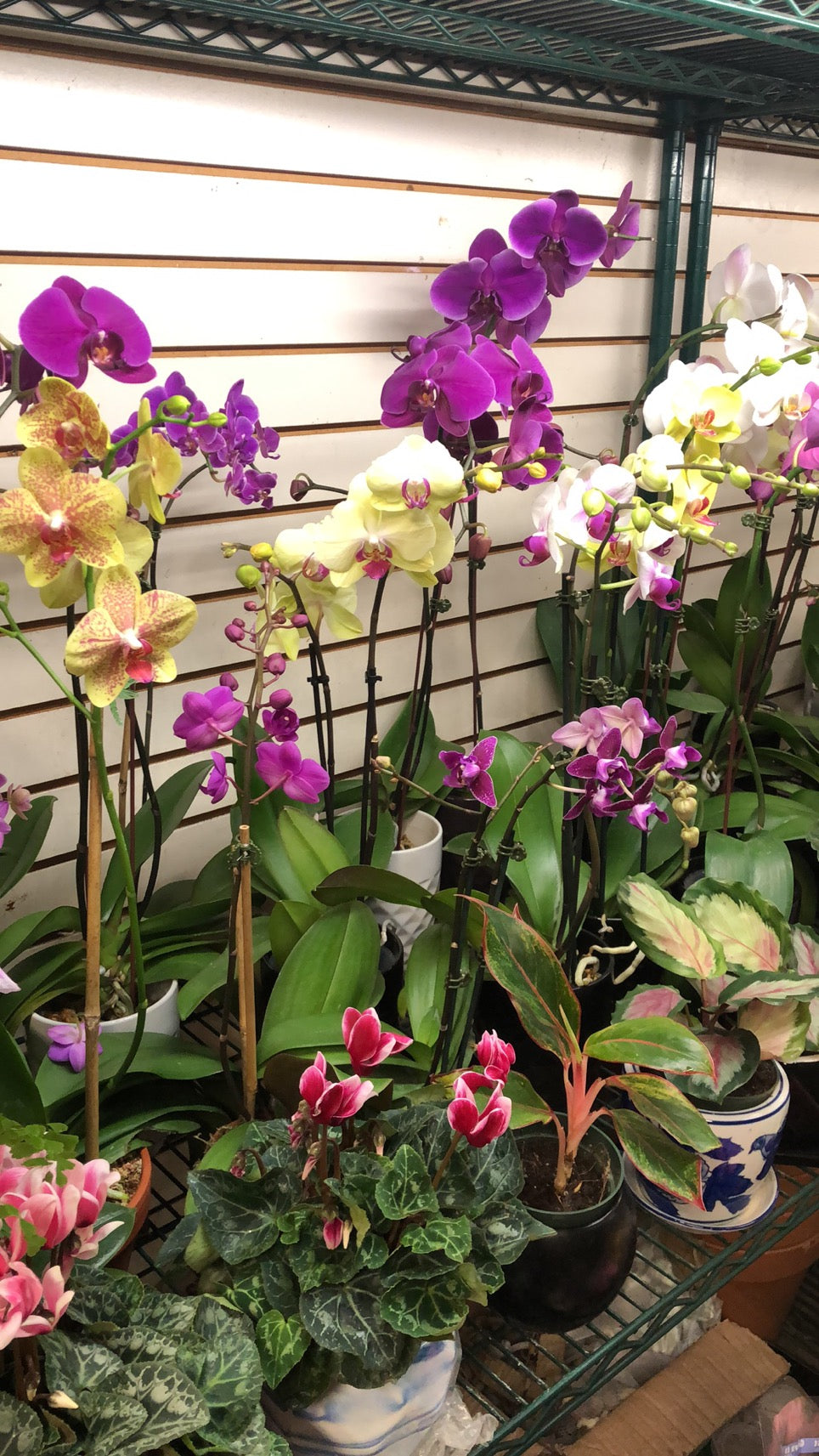 Phalaenopsis Purple