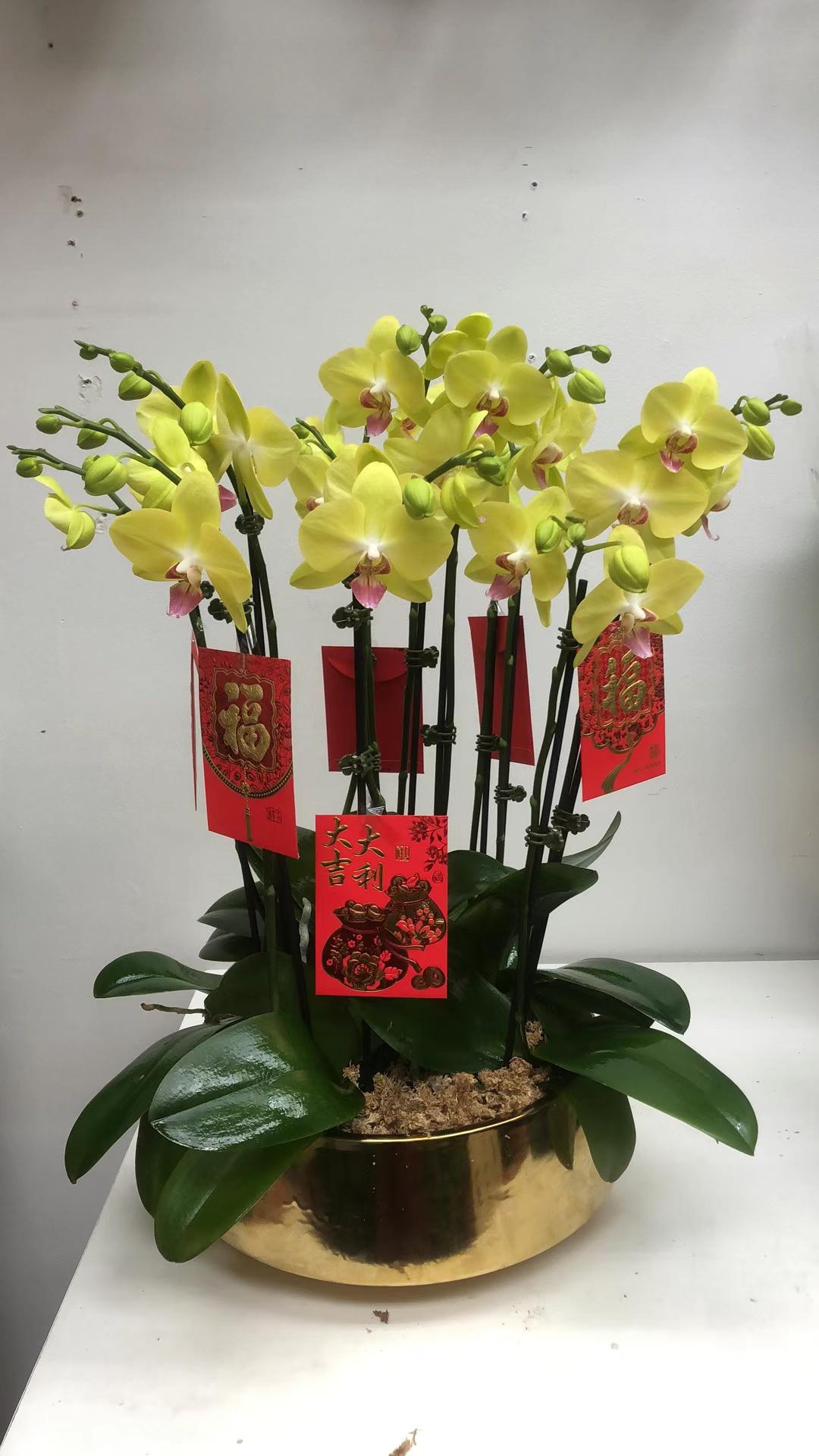Premium Phalaenopsis Combination