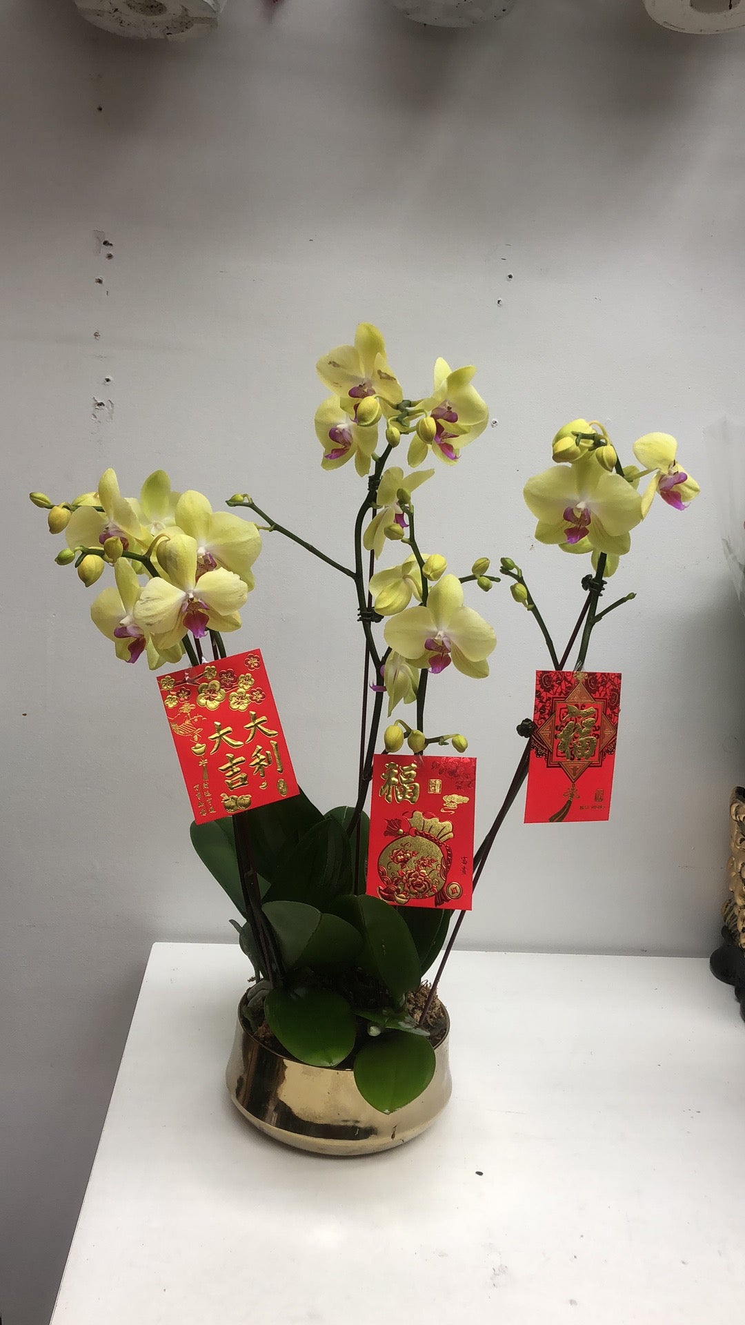 Premium Phalaenopsis Combination