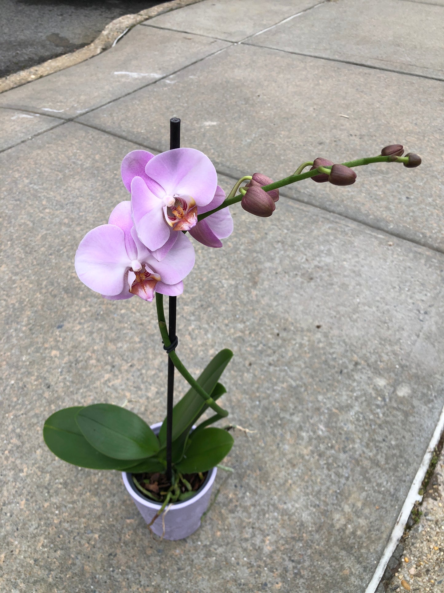 Phalaenopsis Pink