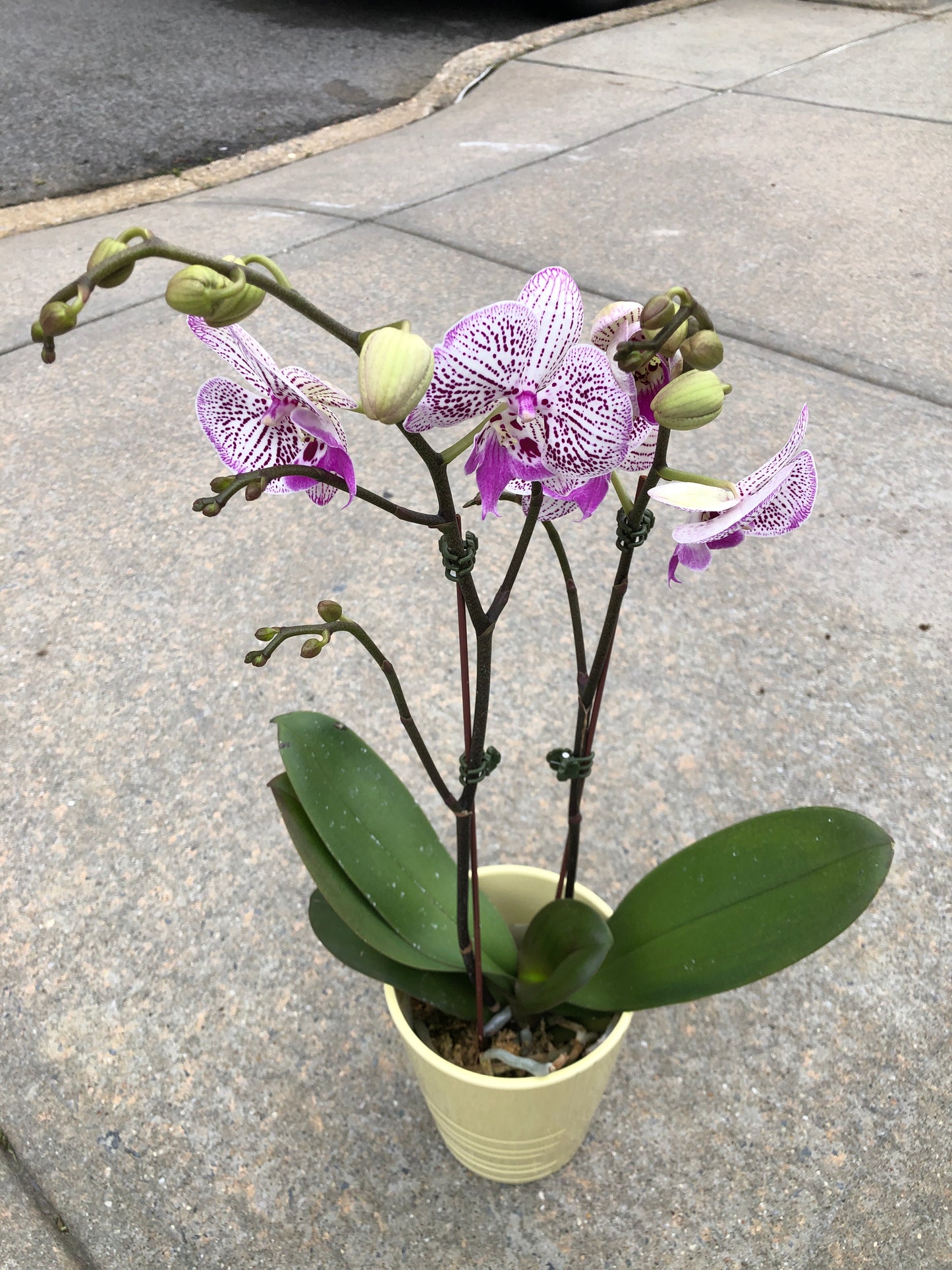 Phalaenopsis Pink