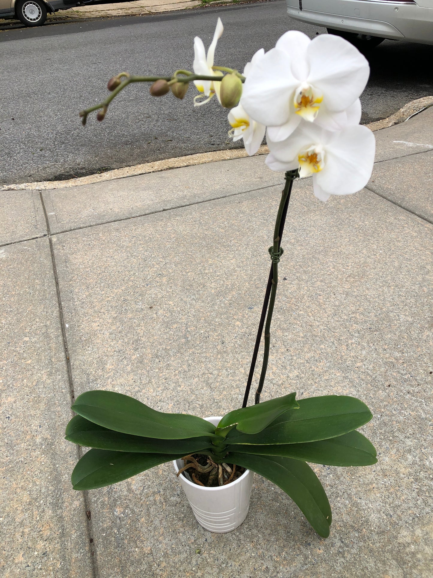 Phalaenopsis White