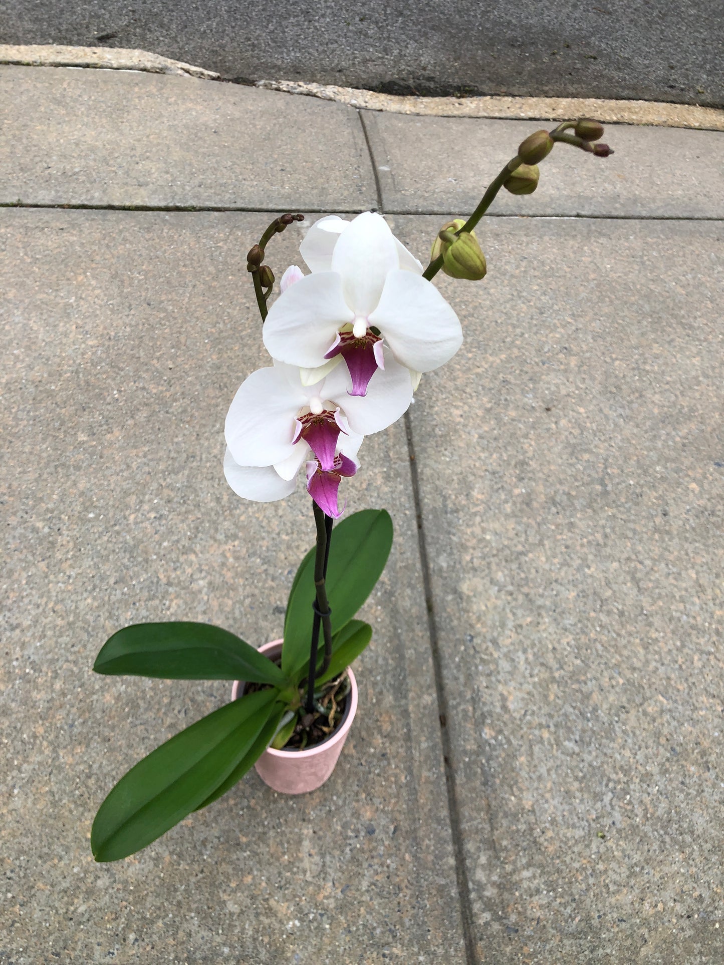 Phalaenopsis White