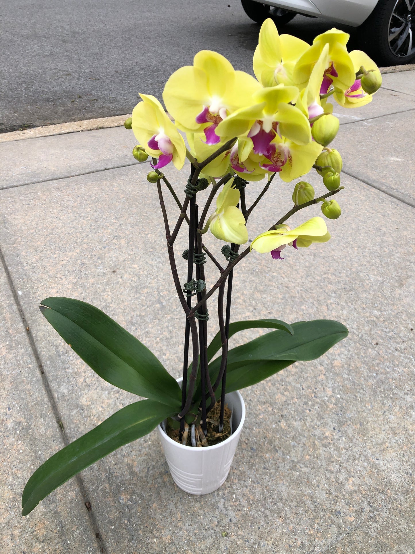 Phalaenopsis Yellow
