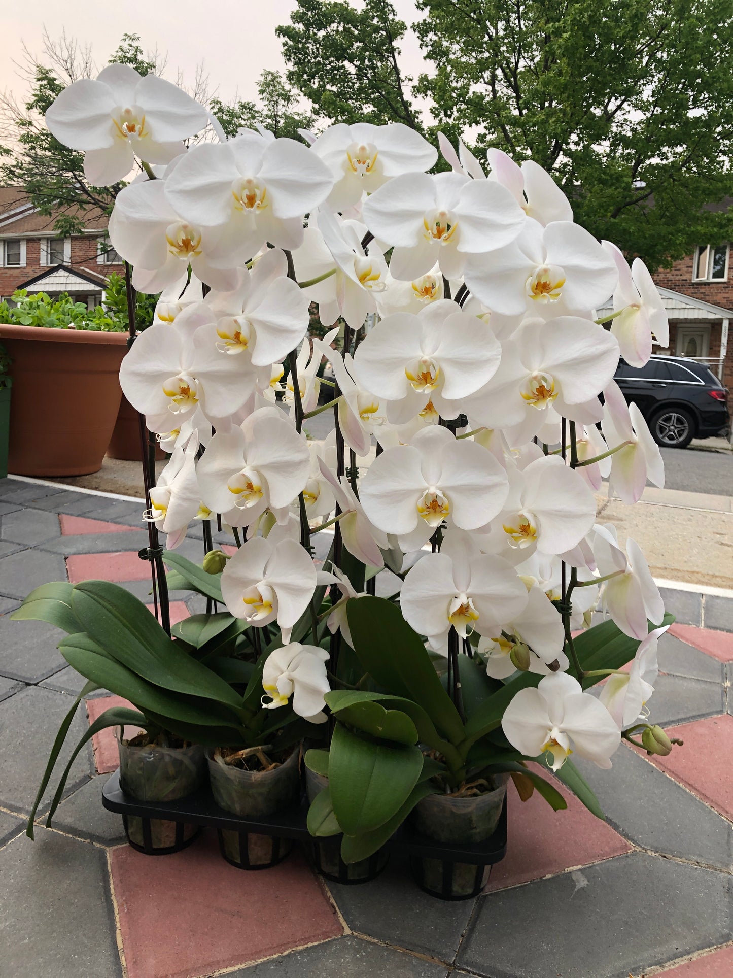 Waterfall  Phalaenopsis