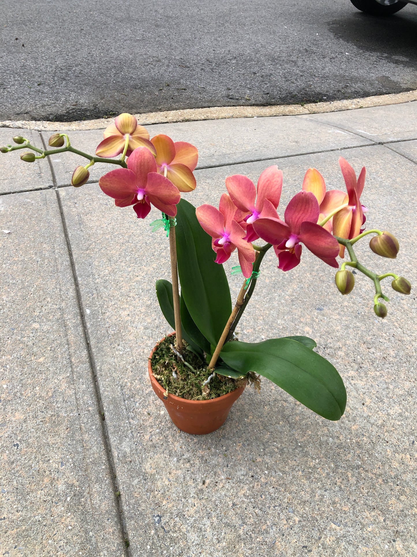 Premium Phalaenopsis Coral