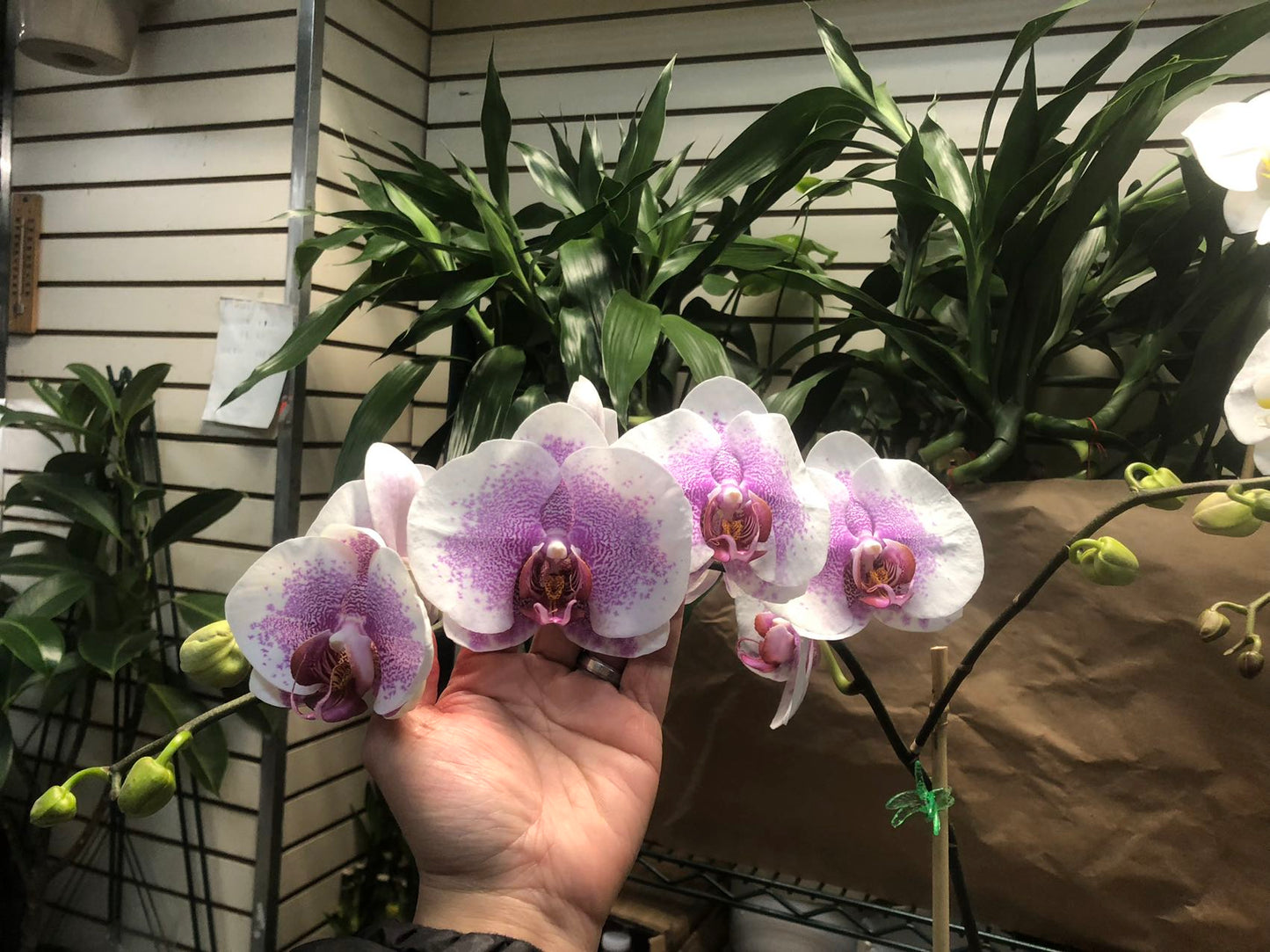 Premium Phalaenopsis Pink