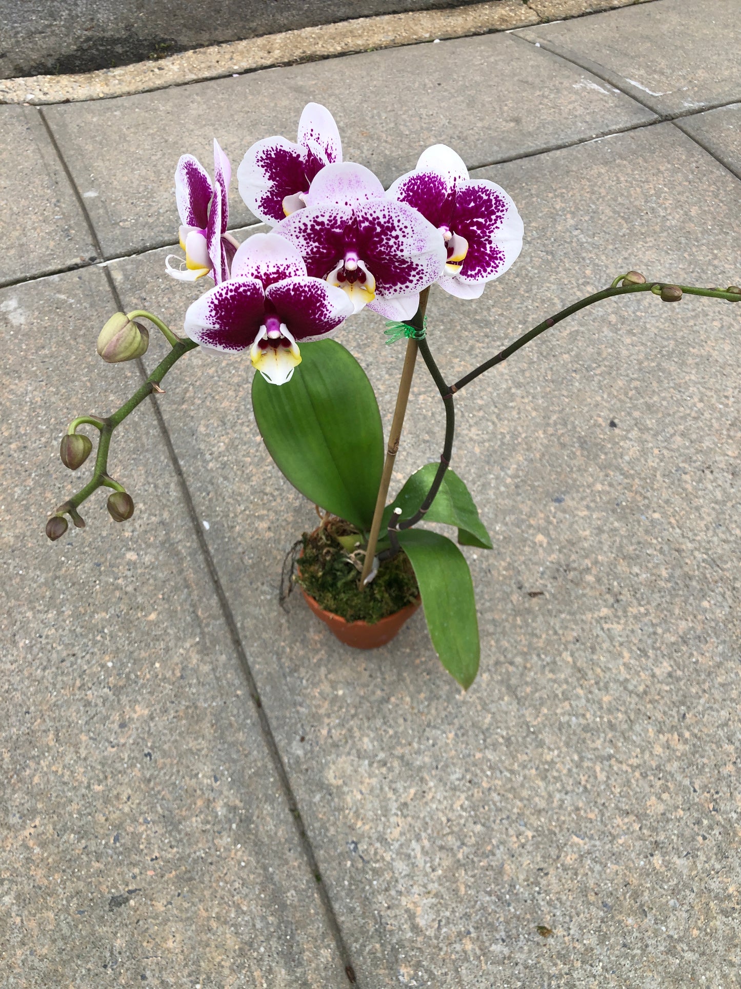 Premium Phalaenopsis Pink