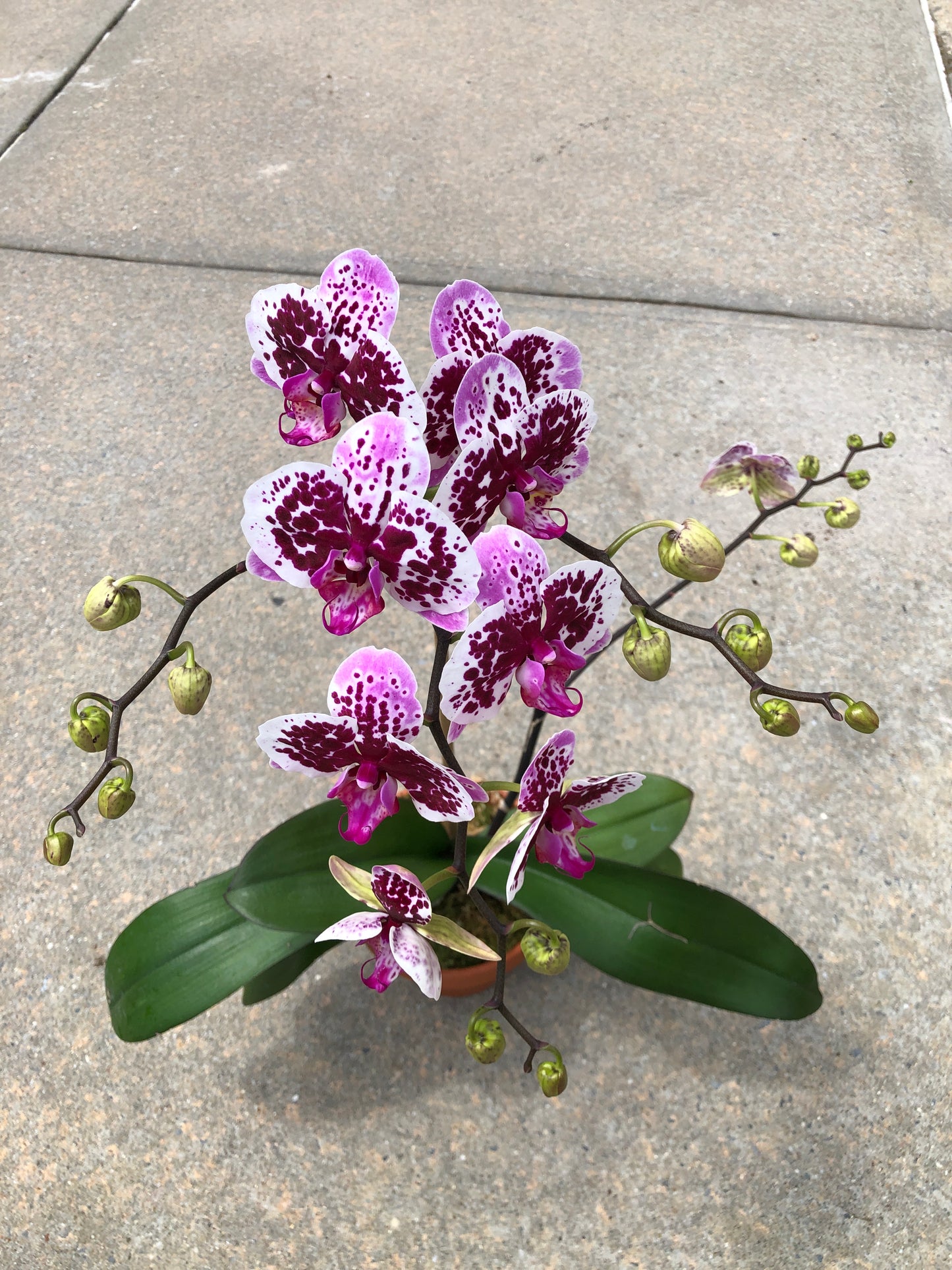 Premium Phalaenopsis Pink