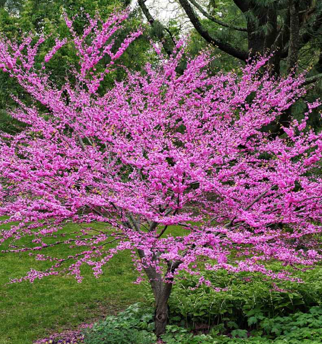 东方紫荆 Shade trees-Eastern Redbud