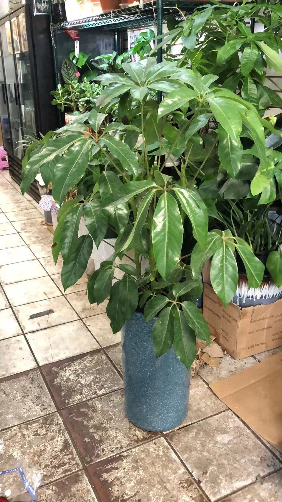 UMBRELLA TREE 10"